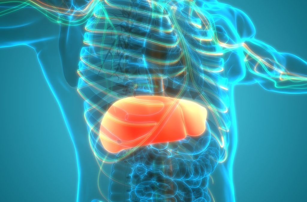 Your Liver and its Fascinating Role in Your Health